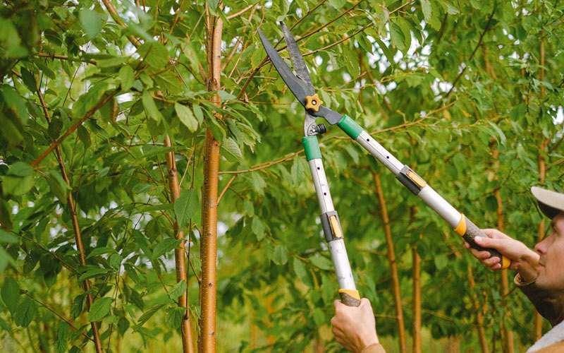 Tree trimming in Hospers, IA